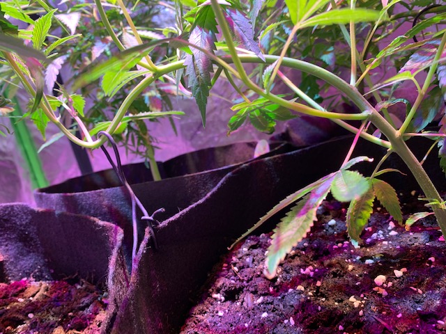 Plant undergoing low-stress training