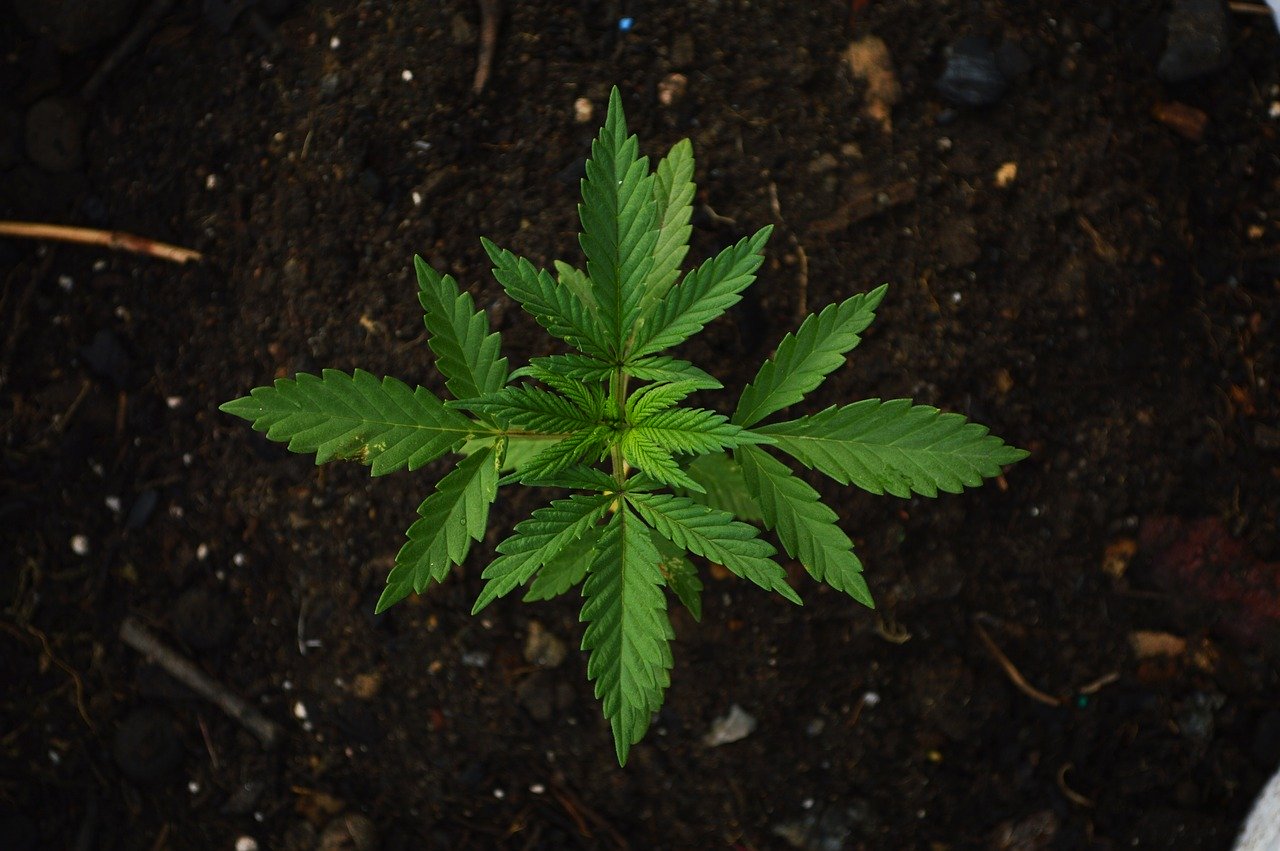 All Things Cannabine